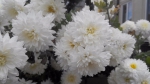 белые хризантемы