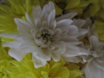 белая хризантема крупно