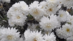 еще белые хризантемы