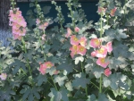 нежно-розовые цветы мальвы