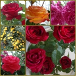Разнообразие сортов роз
