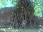 Ват Махатат, храм, где в корнях дерева находится голова Будды
