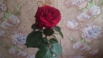 Роза, подаренная мне неделю назад