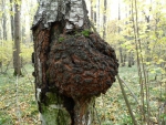 Березовый гриб в лесу