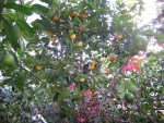 лимоны и мандарины на одном дереве