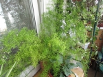 комнатное растение аспарагус фото