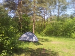 Палатка в сосновом лесу.