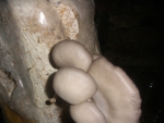 грибы растут