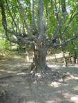 Дерево-1