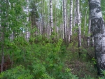 Березовый лес