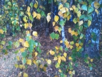Листья березы осенью
