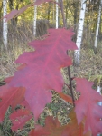 Красный дуб. Листья