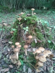 Сбор грибов. Опята на пне