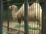 Казанский Зооботанический сад Верблюд