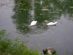 Казанский Зооботанический сад Лебеди