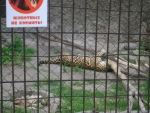 Казанский Зооботанический сад леопард