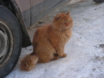 Животные на фото: рыжий кот