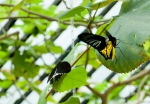 На выставке тропических бабочек, что находится на территории сада