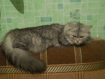 Персидская кошка классического типа