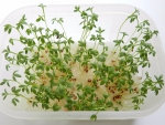 Выращивание кресс-салата без земли (в воде на марле)