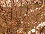 цветение войлочной вишни