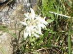цветок эдельвейса