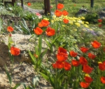Красные ранние тюльпаны