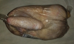 СПм Цыплята охлажденные 1 кг тушка Перекресток Тушка цыпленка бройлера 1 категории
