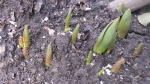 тюльпаны уже начинают проростать зимой, когда потеплеет. фото сегодняшнего дня (29.01)