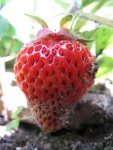 ягода клубника (летнее фото)