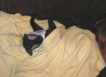 Багира под одеялом