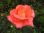 Цветок розы после дождя
