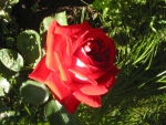 Цветок розы с темным оттенком лепестков