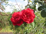 Цветки плетистой розы