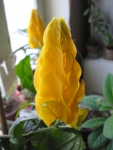 Цветок Пахистахиса