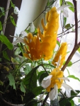 Цветки Пахистахиса