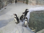 Компания пингвинчиков