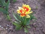 Красно-желтый тюльпан