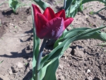Тюльпан темно-бардовый