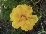 Желтый тюльпан с множеством лепестков