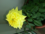 желтая роза