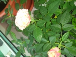 нежно-розовая роза