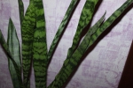 Комнатное растение Сансевиерия