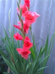 цветок Гладиолус