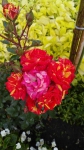 двухцветная роза