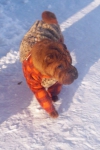 Хантер любил побегать по снегу