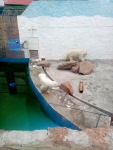 Белые мишки в зоопарке.