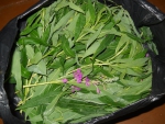 Собранные листья Иван-чая
