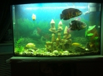 Наш аквариум!