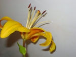 Жёлтая лилия, профиль
